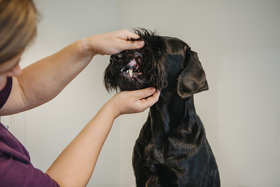 Veterinär utför en tandundersökning på en hund.