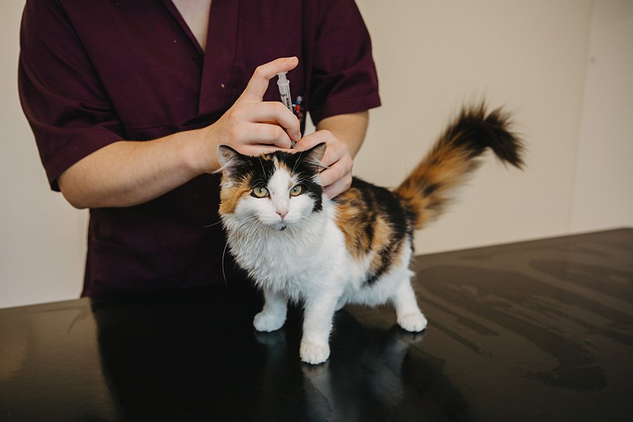 Vaccination av en katt.